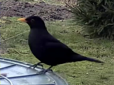 Amsel (männchen).jpg