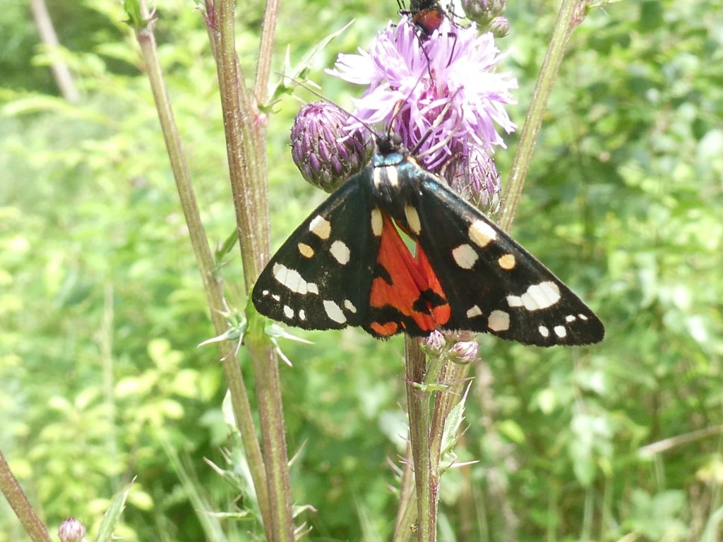 Schönbär (Callimorpha dominula)