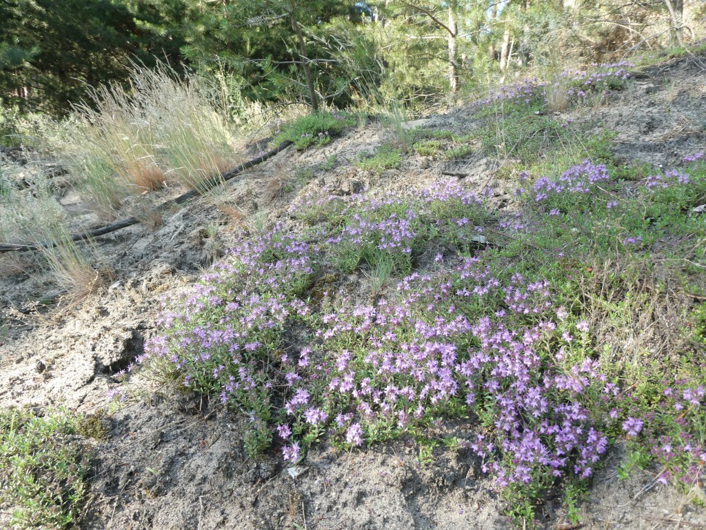 Thymus seppyllum.JPG