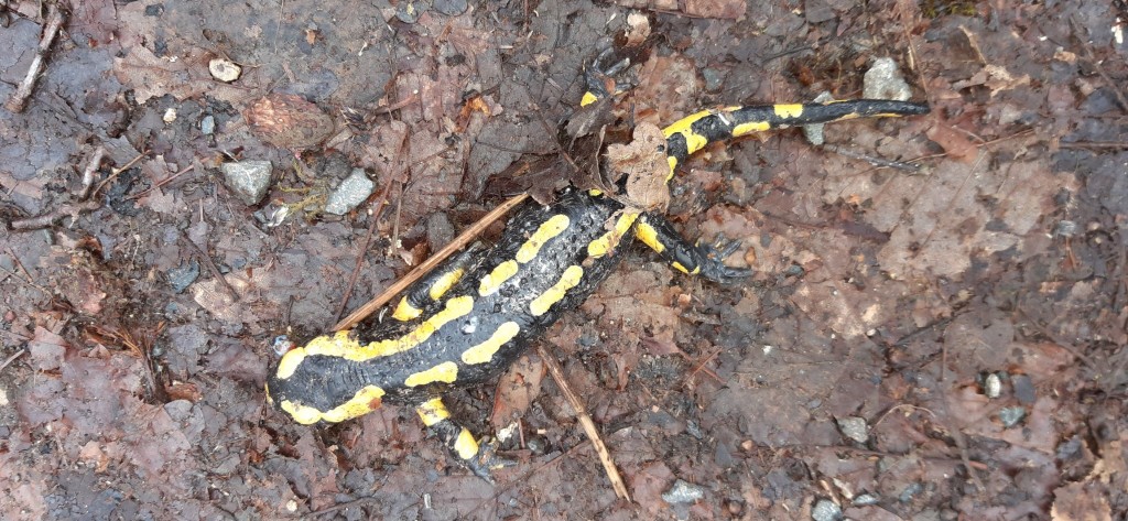 Feuersalamander