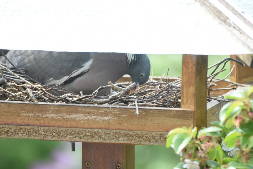 Eier werden gewendet. Entspannte Phase. Allerdings durch's Fenster fotografiert