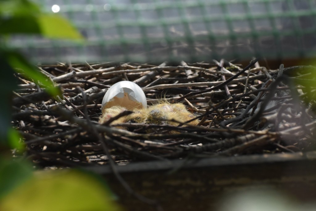 Da war die Welt noch in Ordnung: das Nest mit den frisch geschlüpften Jungtauben