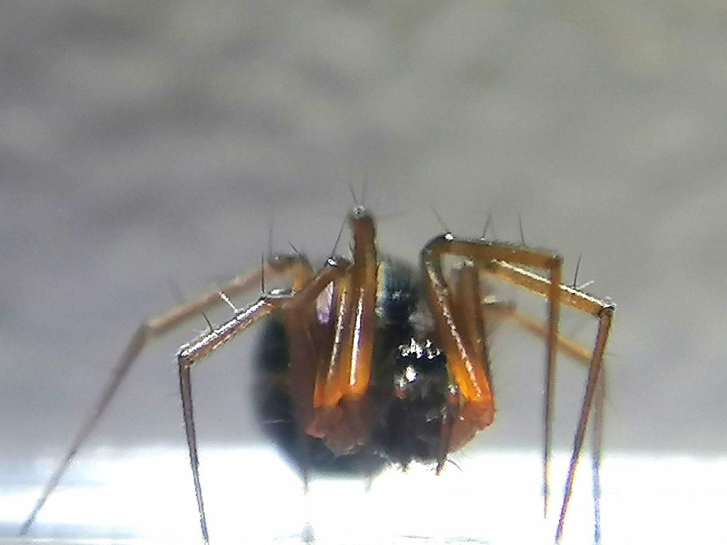 Nesticodes-2023-11-22-002.jpg