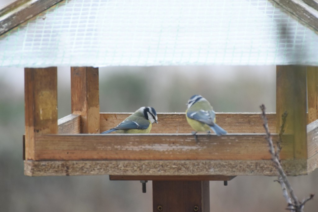 Blaumeisen und