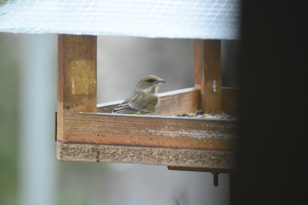 Regelmäßiger Brutvogel, aber heute seit Jahren zum ersten Mal wieder am Futterhaus: weiblicher Grünfink.