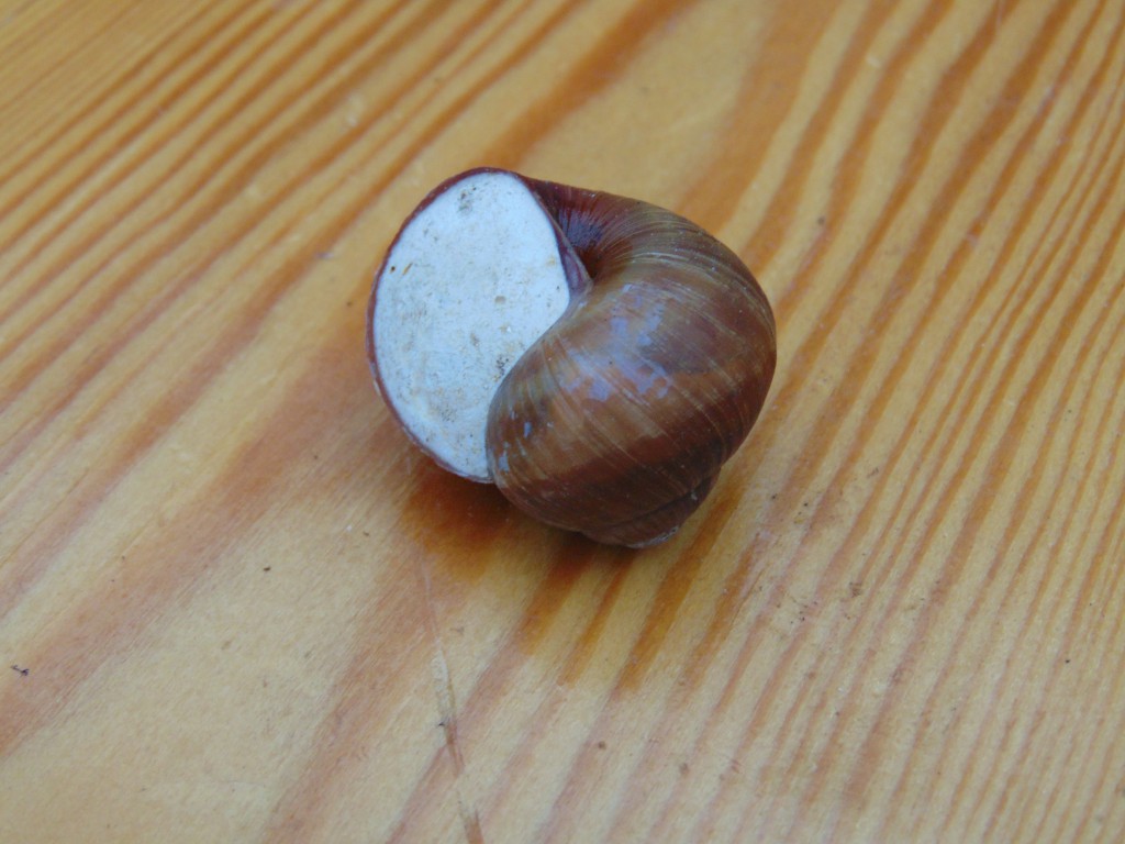 Weinbergschnecke.jpg