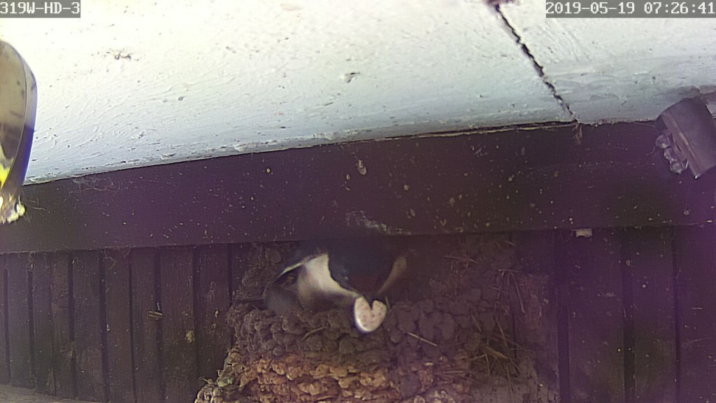 Eierschalen werden aus dem Nest entfernt.