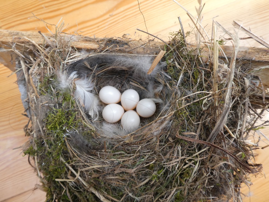 Nest.jpg