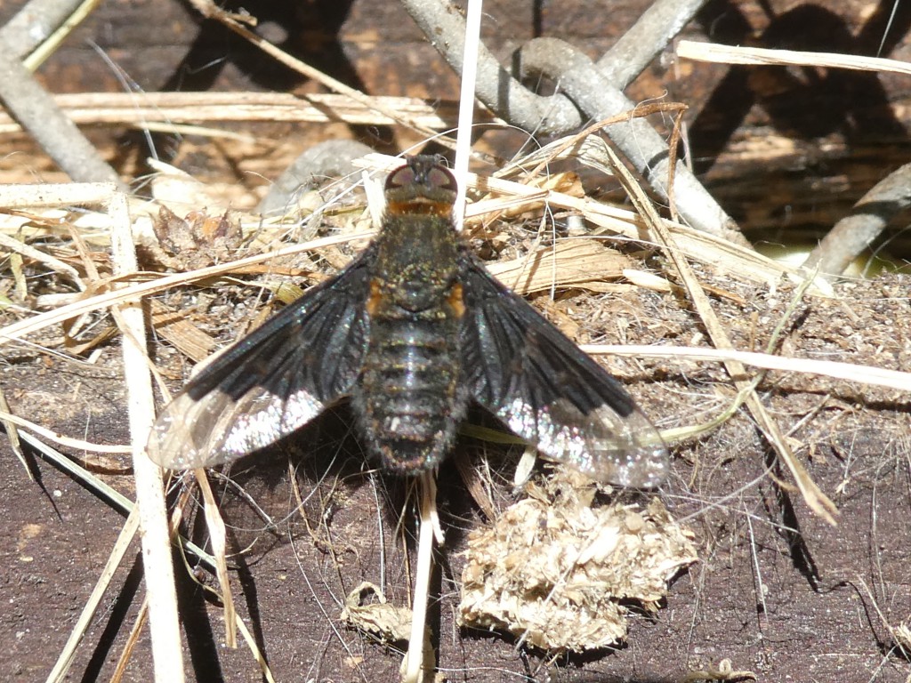 Hemipenthes morio