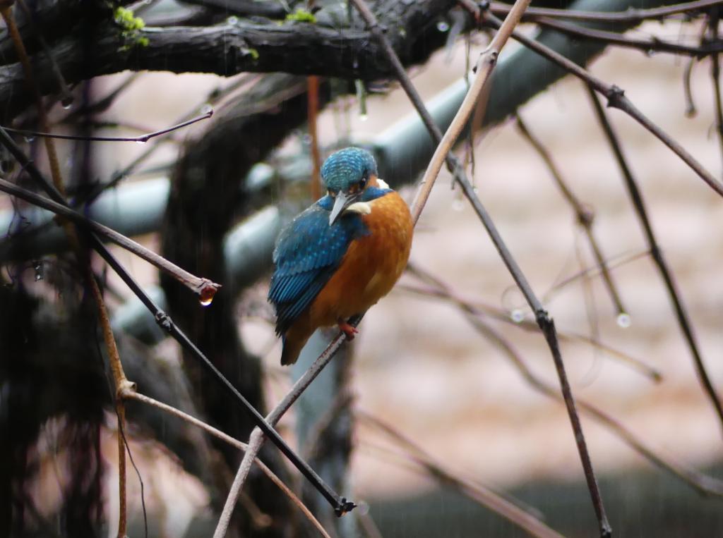 Eisvogel  27.12.2019.JPG