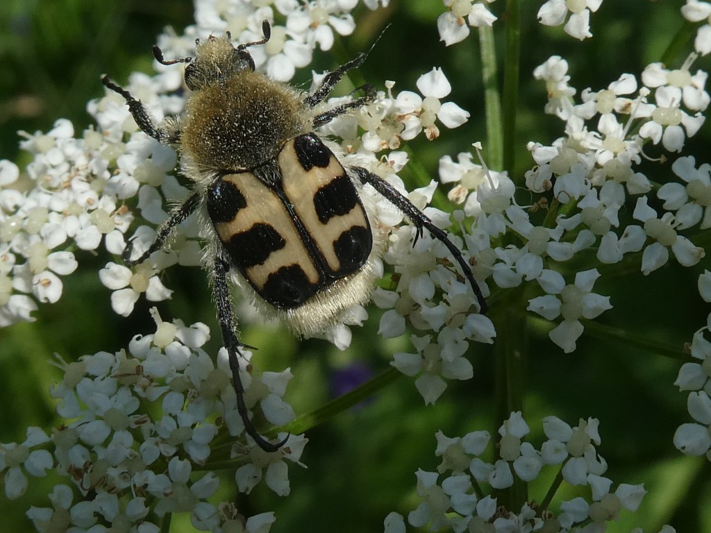 Pinselkäfer.JPG