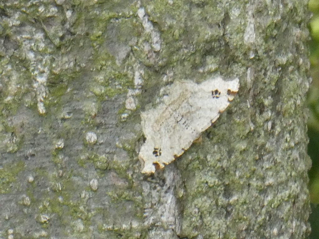 Hellgrauer Eckflügelspannerm (Macaria notata).jpg