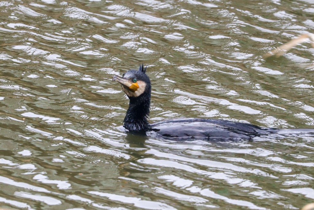 Kormoran