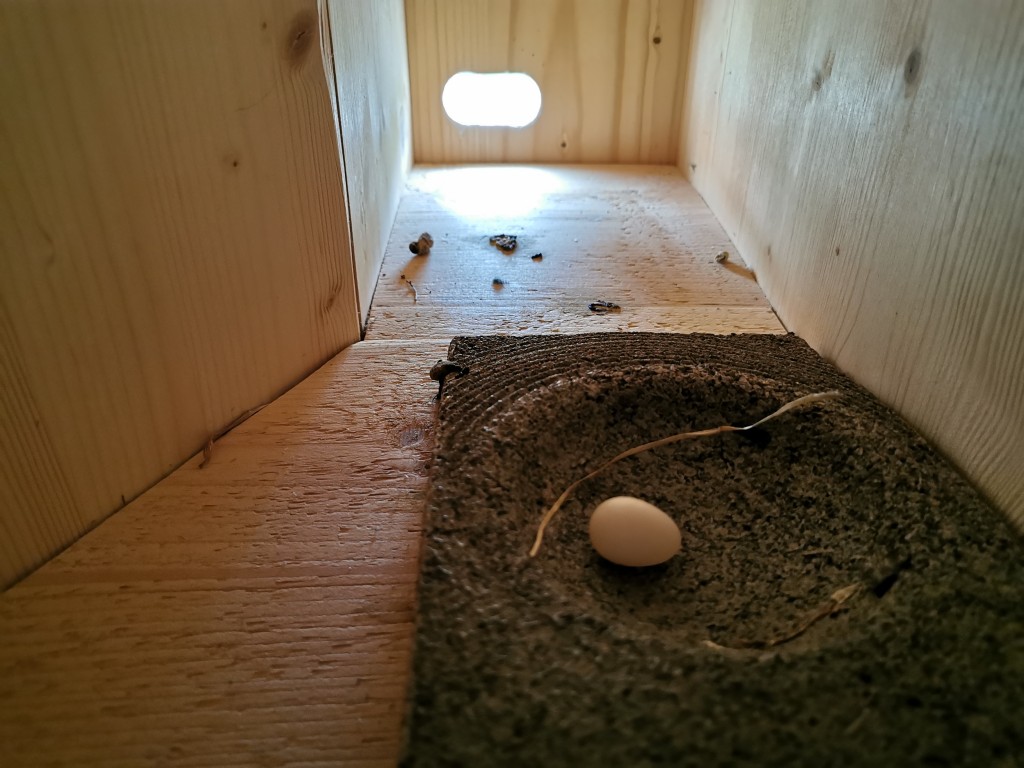 K 14 am 15. Juni 2020: das erste Ei und zwei Halme liegen in der Schwegler-Mulde &gt; es wird eine Spätbrut