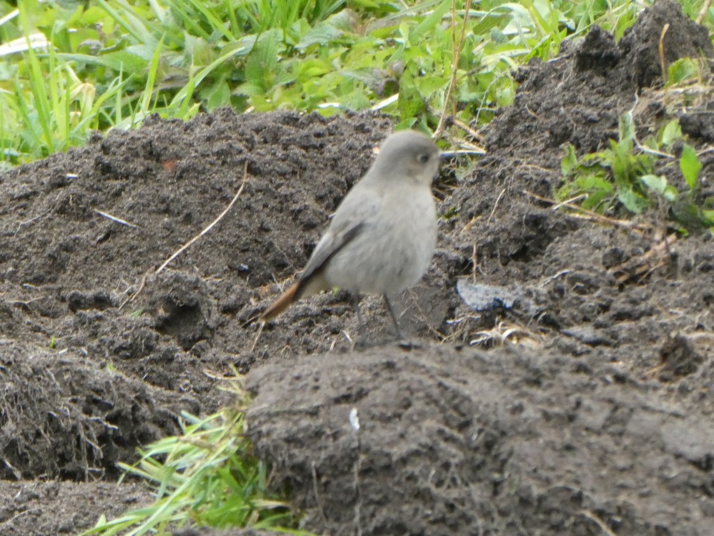 Rotkehlchen Weibchen