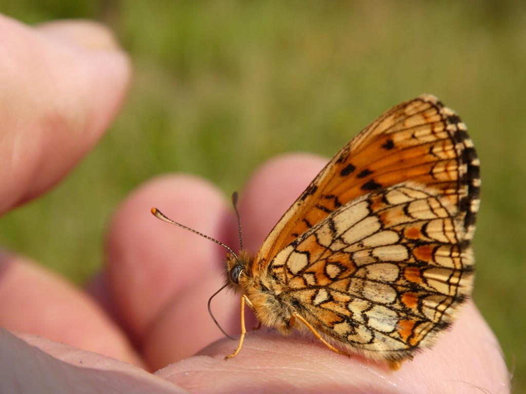 Ehrenpreis-Scheckenfalter (Melitaea aurelia)