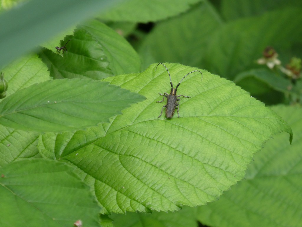 Nesselbock (Agapanthia villosoviridescens)