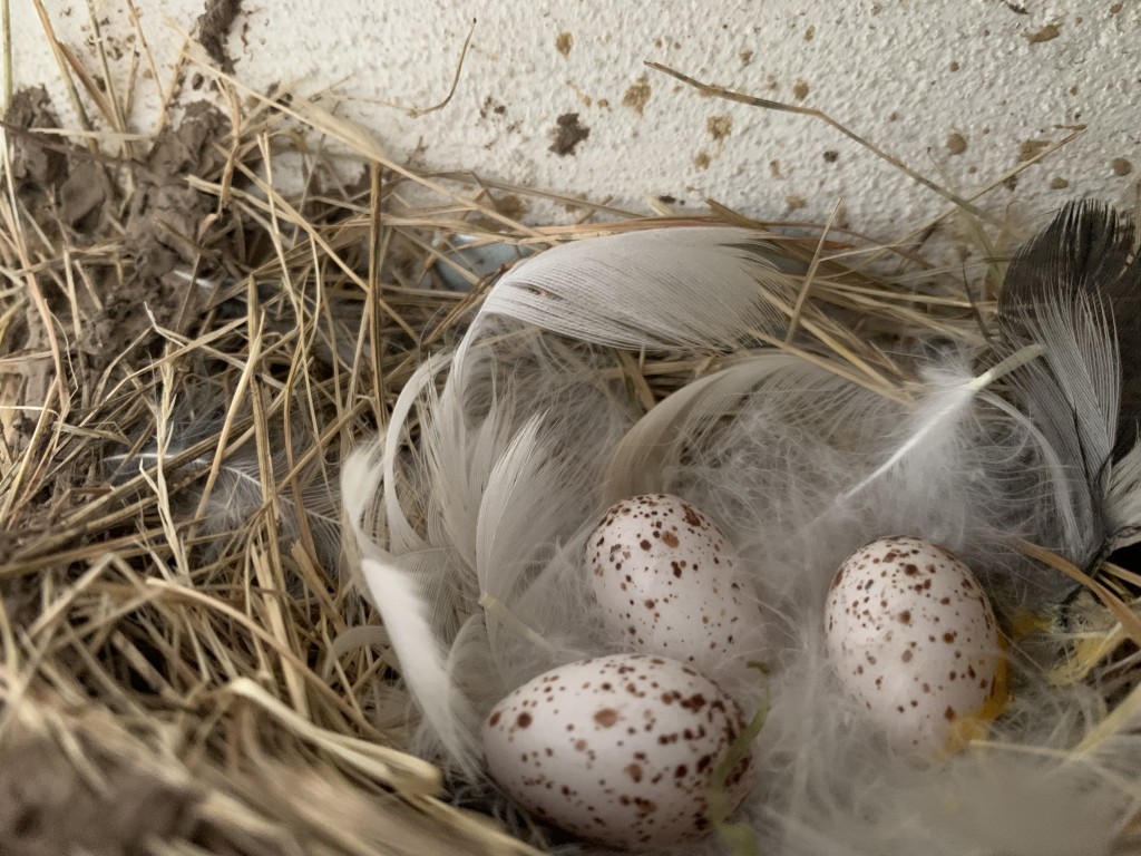 Bis jetzt 3 Eier im Nest…Stand der 19.07.21 um 9:00 Uhr