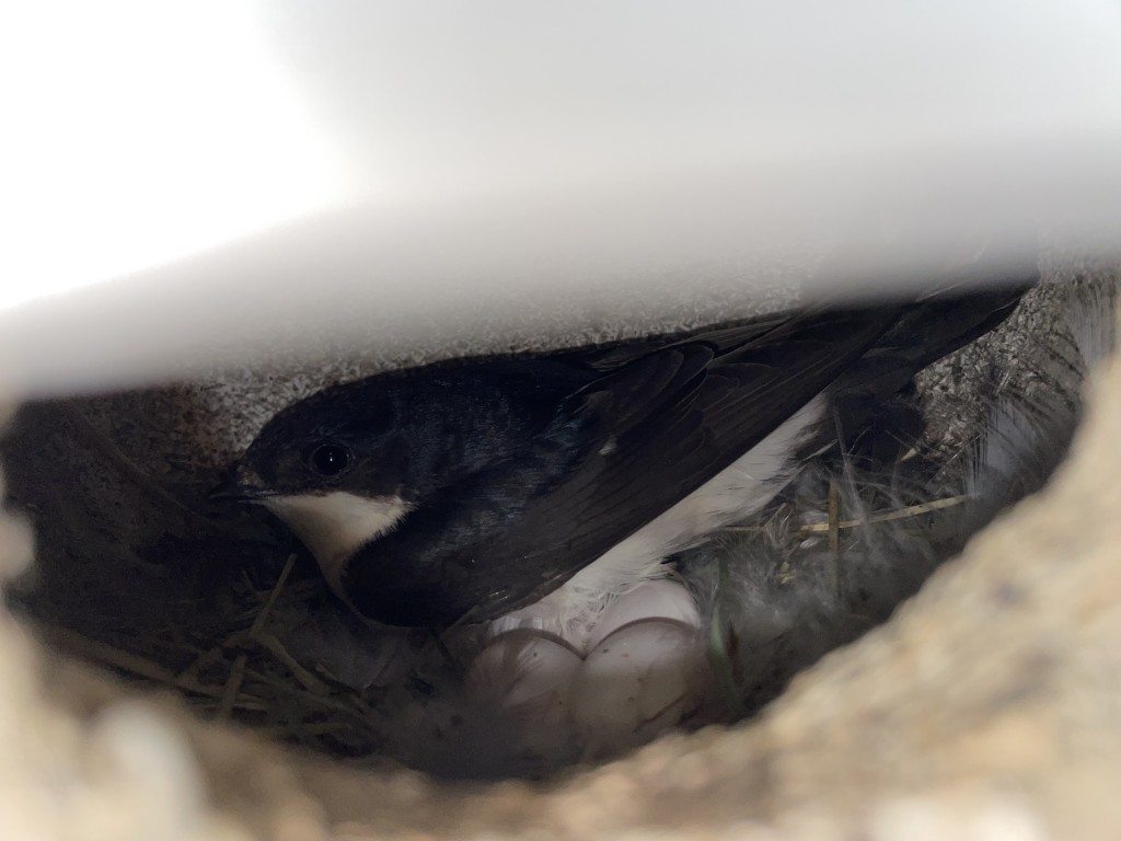 1.Paar  ,Zweitbrut,ich dachte es sei keine Schwalbe im Nest, war aber kein Problem ,sie blieb drin.