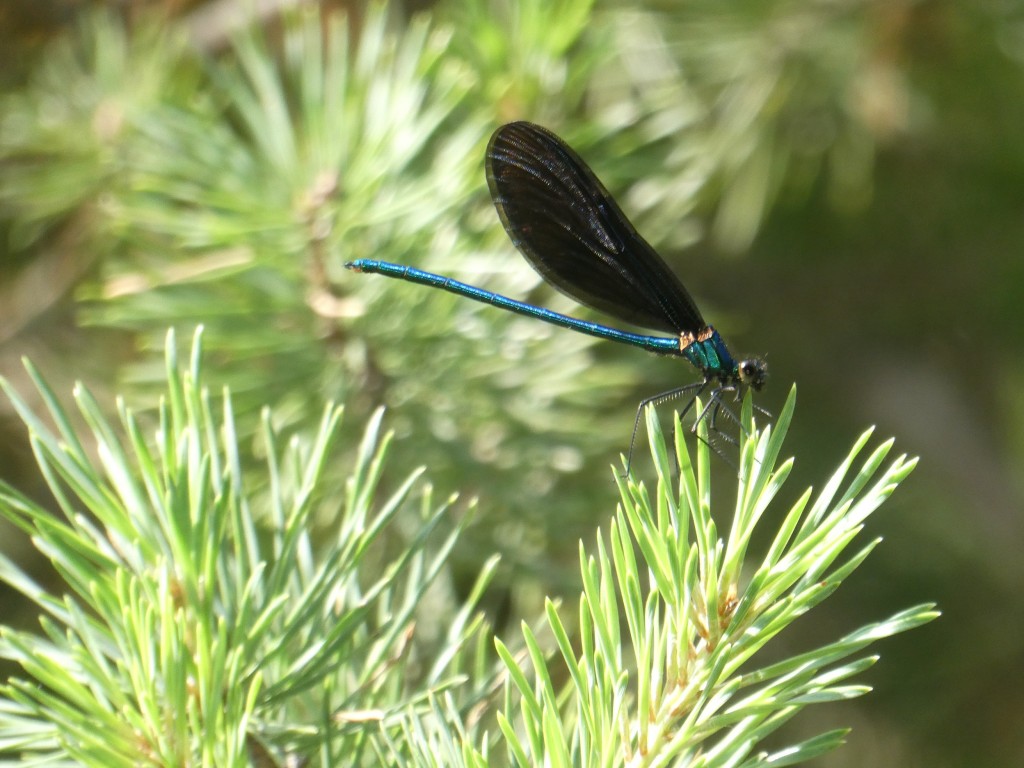 Blauflügel-Prachtlibelle (Calopteryx virgo)