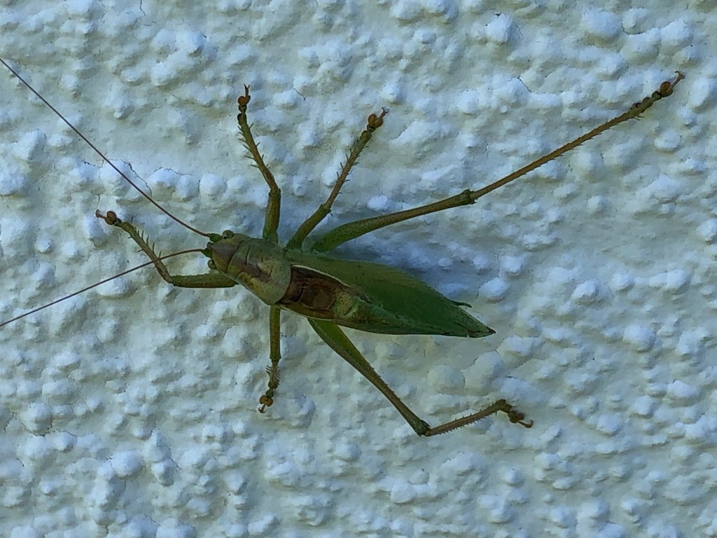 Grünes Heupferd (Tettigonia viridissima)