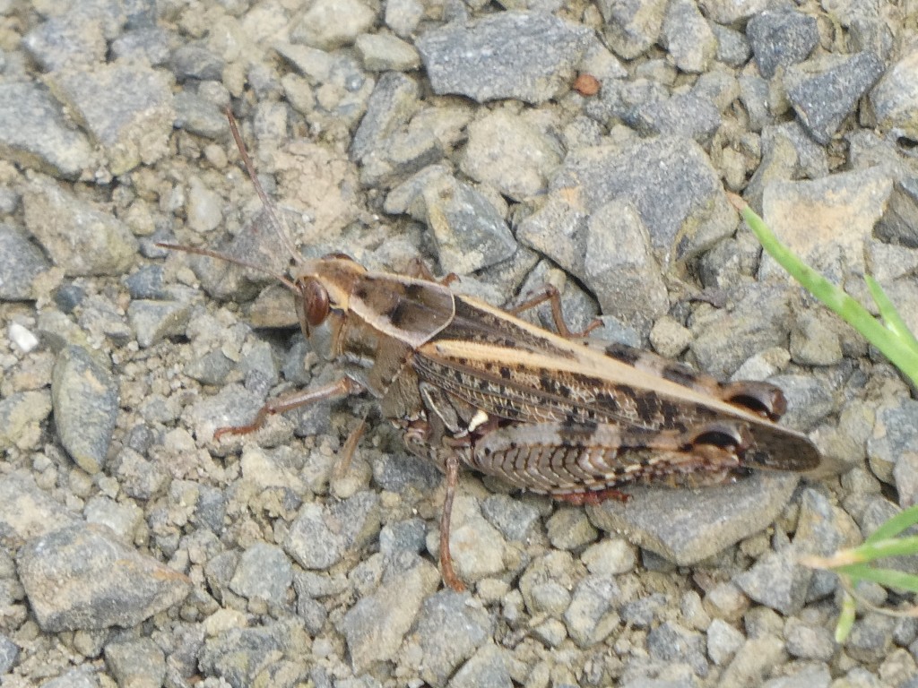 Italienische Schönschrecke (Calliptamus italicus)