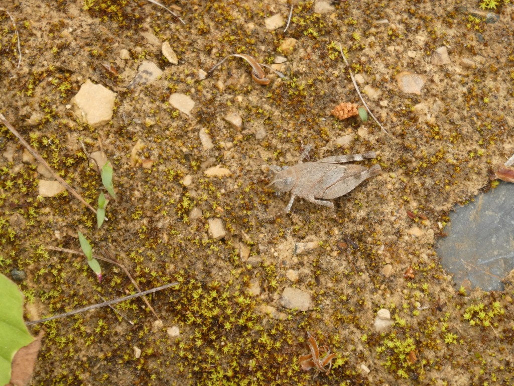 Blauflügelige Ödlandschrecke (Oedipoda caerulescens)