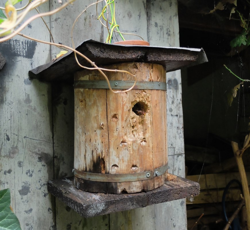 Nest im Vogelkasten