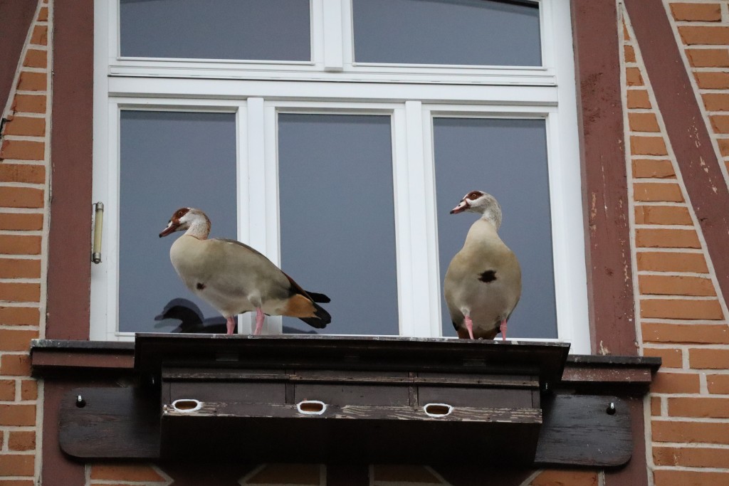 auf dem Mauerseglerkasten