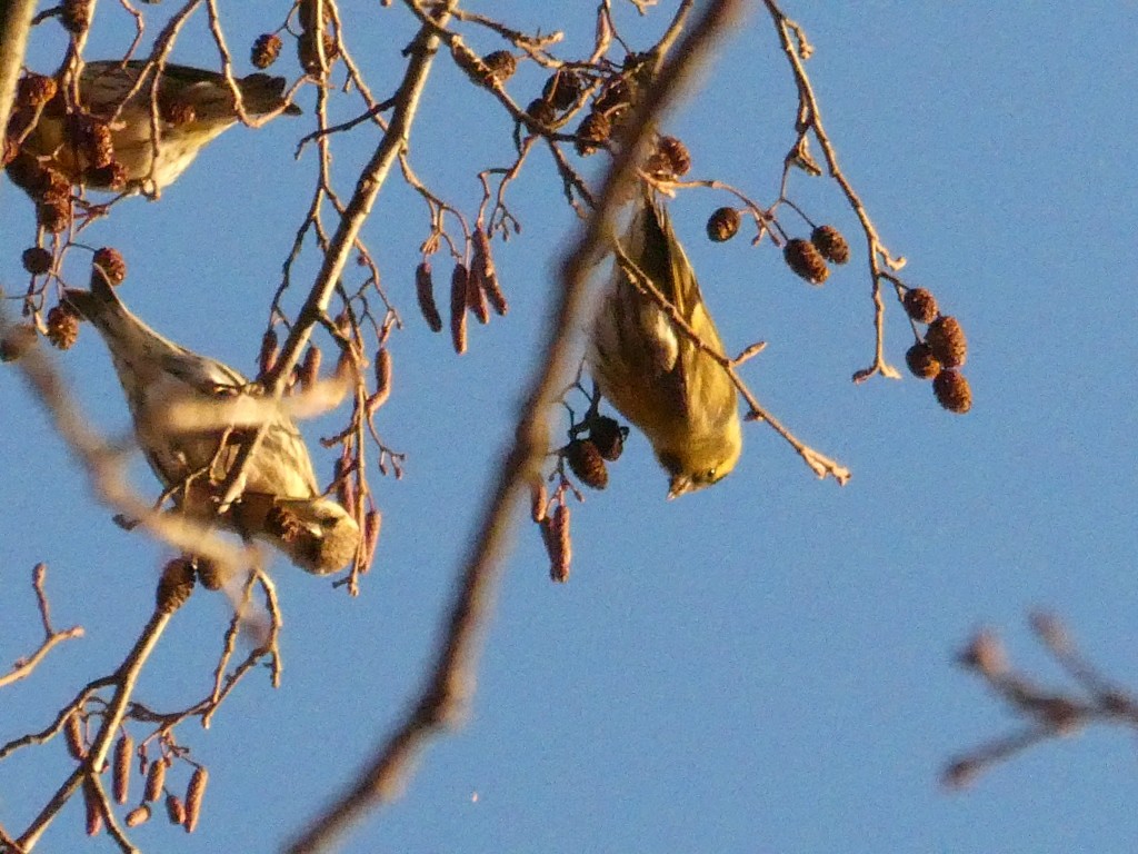 Vögel2.JPG