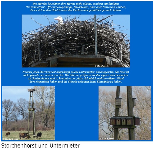 Storchenhorst-Untermieter-1.jpg