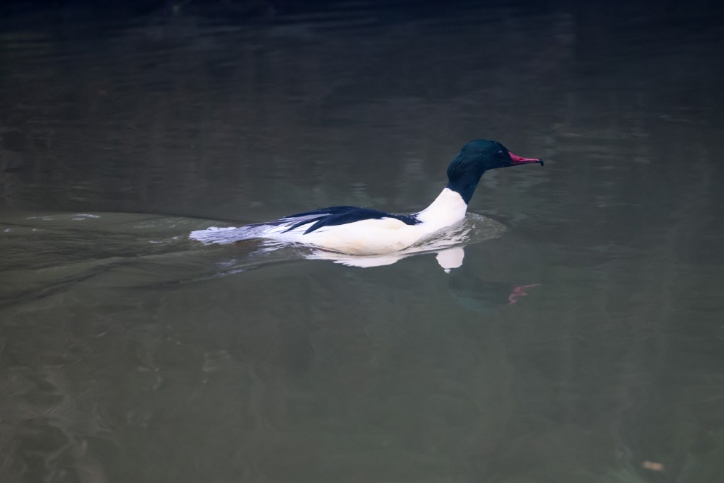 Gänsesäger