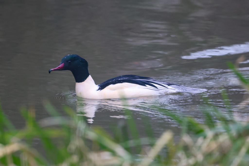 Gänsesäger