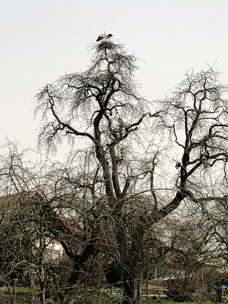 Naturnest auf Baum