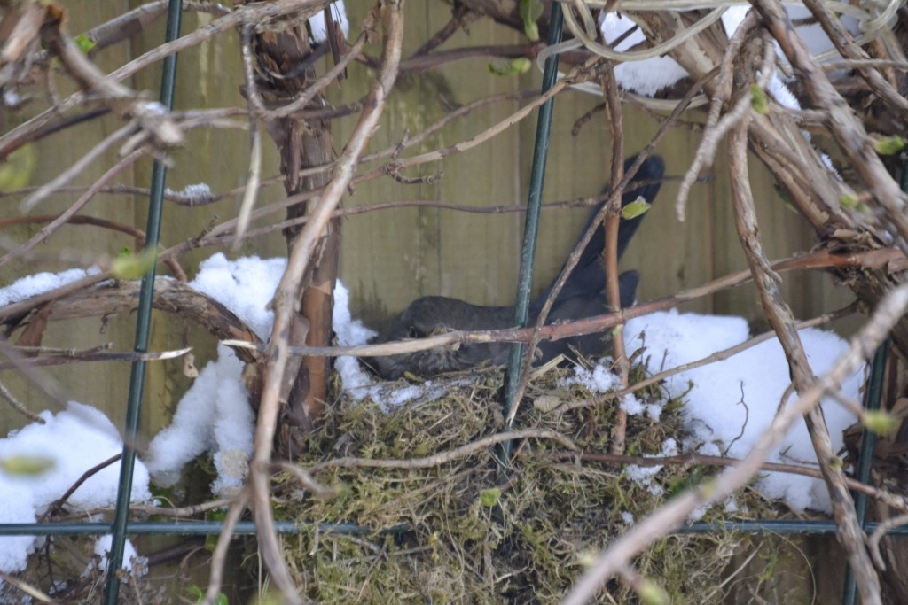 Amsel auf Nest