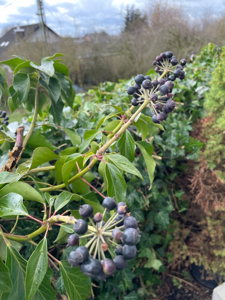 Beeren des Efeus