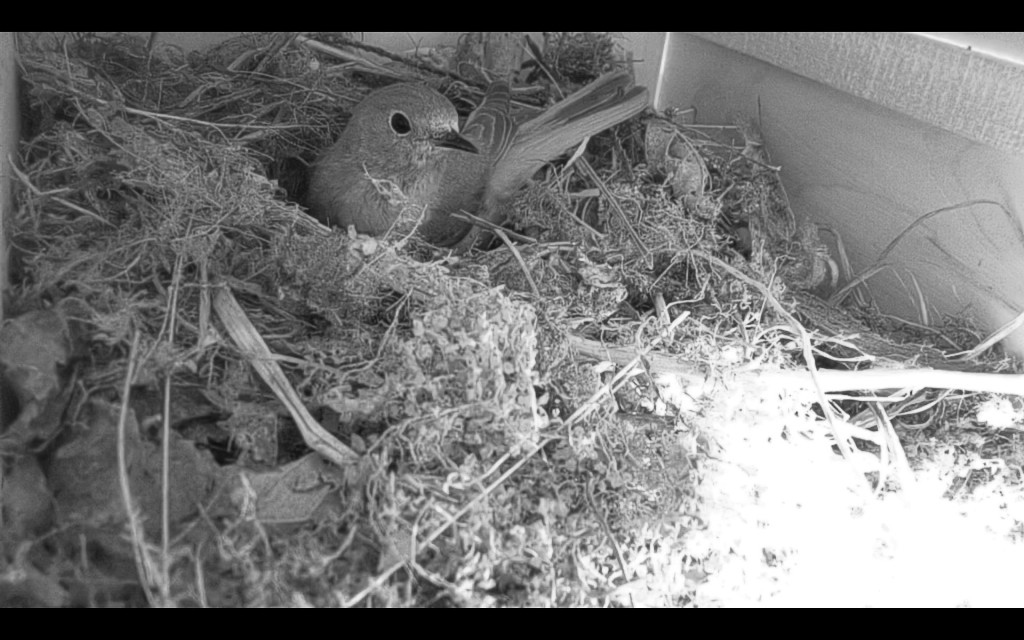 Gartenrotschwänzchen beim Nestbau