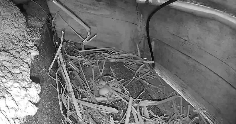 Nest am 04.07.2023 Traufe