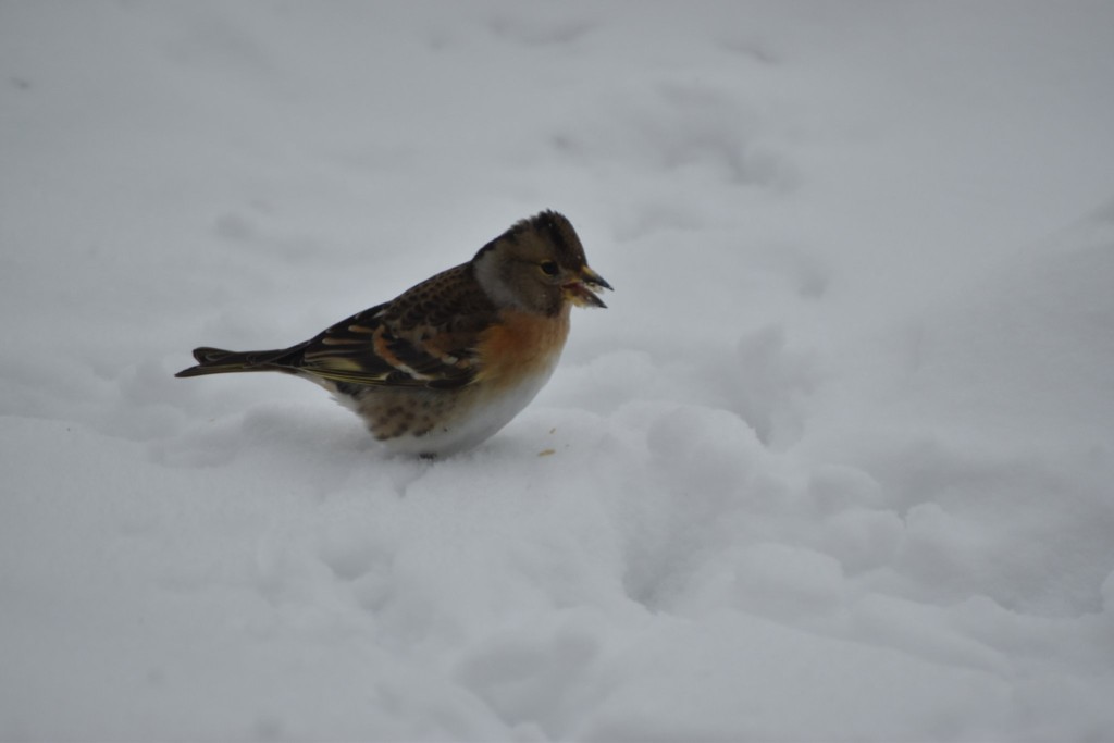 Seltener Wintergast, der hier nur kommt, wenn viel Schnee liegt