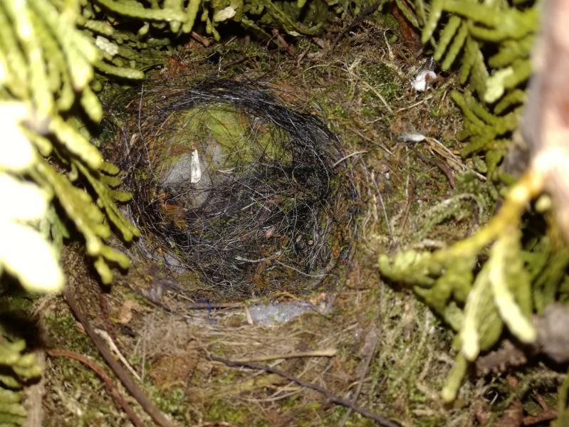 Nest der Heckenbraunelle.jpg