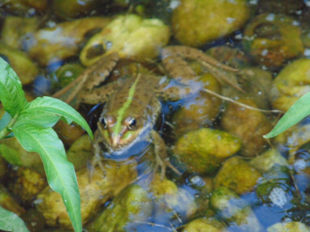 Teichfrosch.jpg