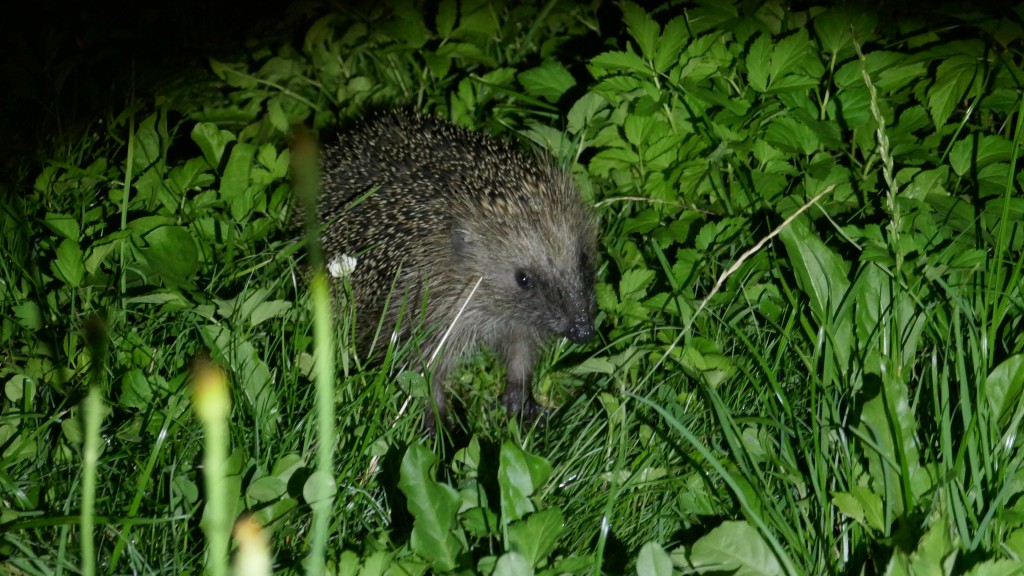 Igel2.jpg