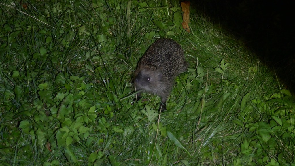 Igel1.jpg