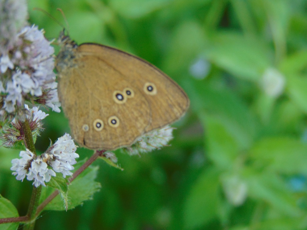 Brauner Waldvogel.jpg