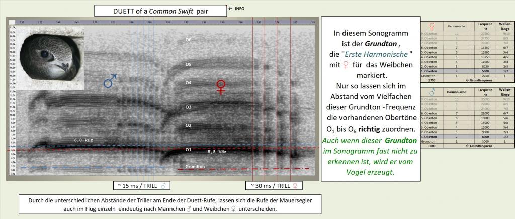 DUETT-Sonogramm-& Legende & Tabelle GE-b.jpg