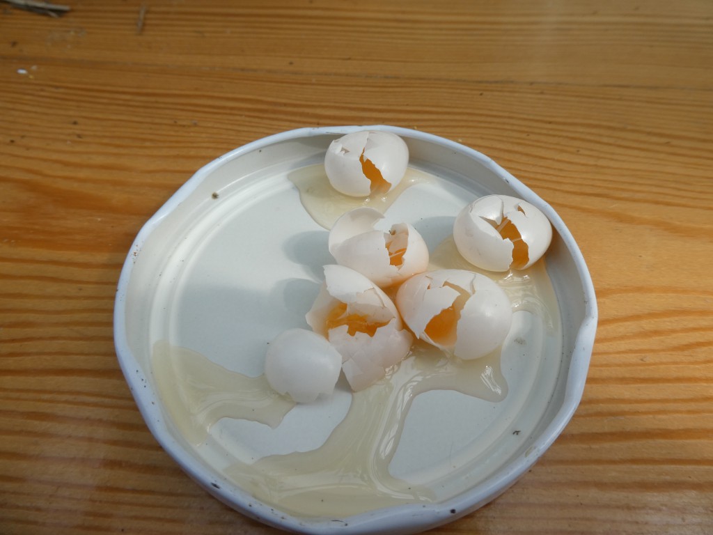 unbefruchtete Eier.jpg