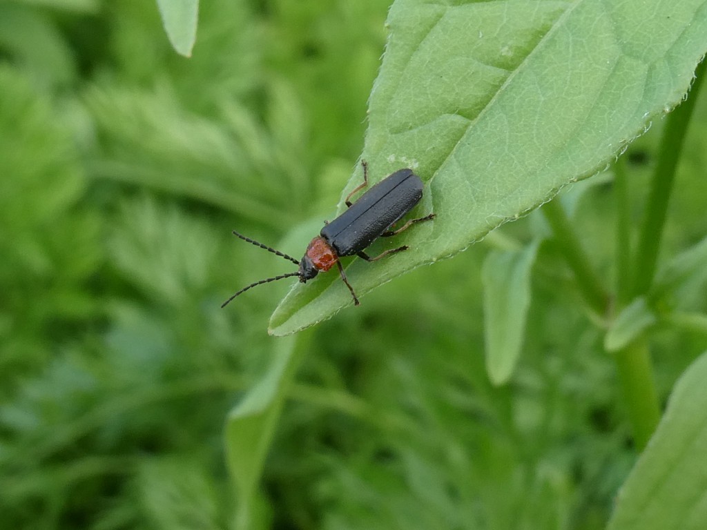 Gemeine Weichkäfer (Cantharis fusca)