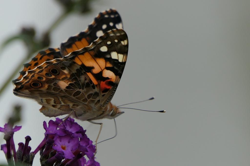Schmetterling1.jpg