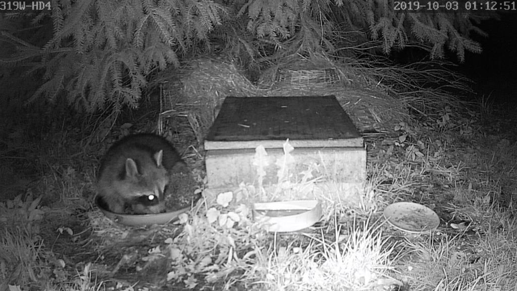 Waschbär und Igel.jpg