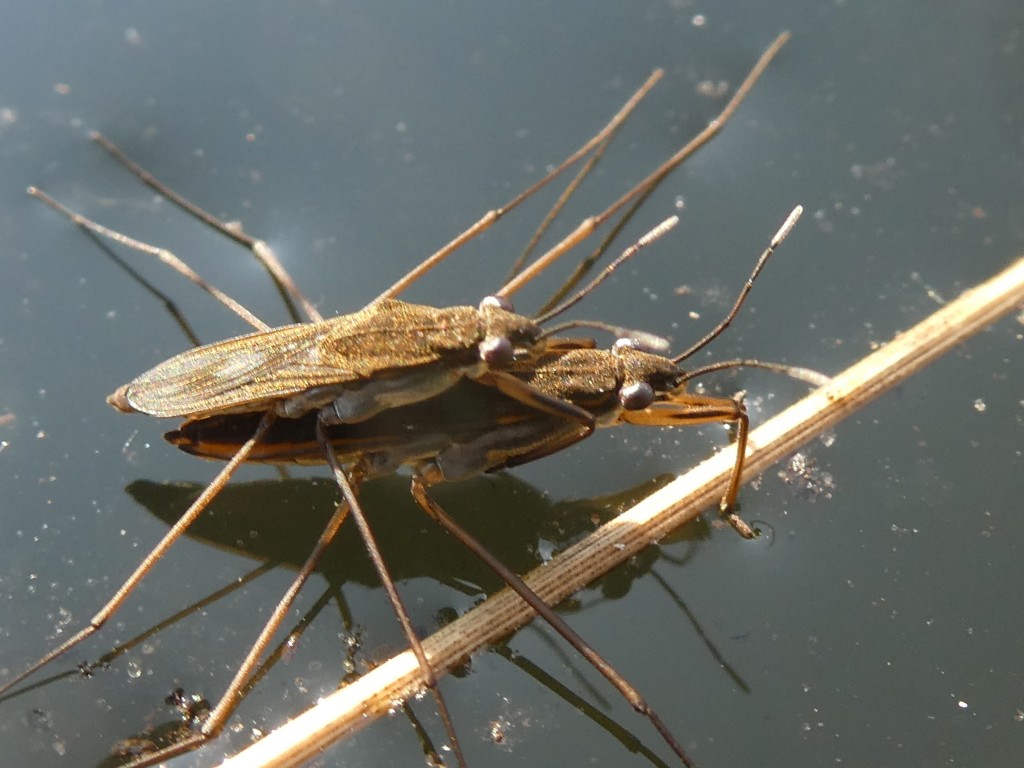 Wasserläufer.JPG